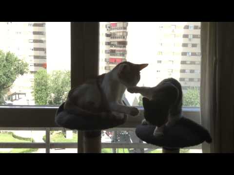 El gato grande manda: "ZAS,por pesado"