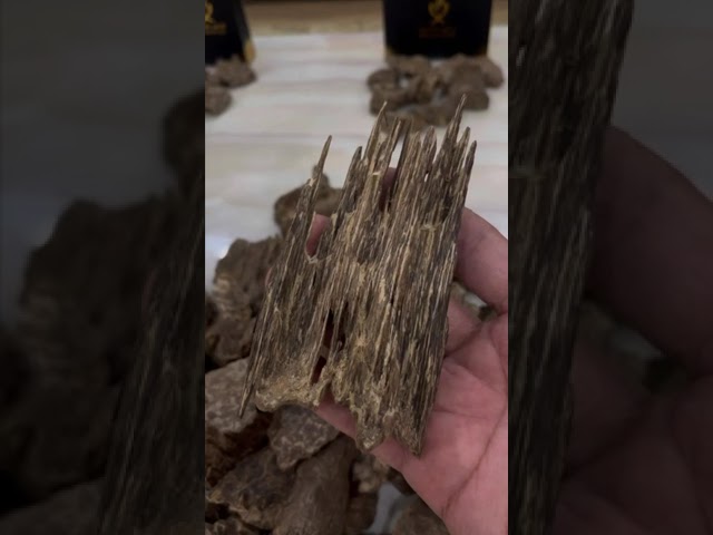 عود جار فتنامي سوبر فاخر