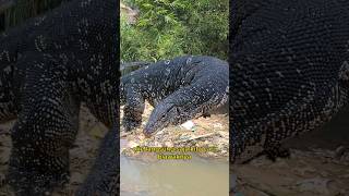 Download lagu JANGAN BILANG EZZ‼️ TEMUKAN BIAWAK DI SUNGAI INI ‼️ #shorts mp3 Download lagu JANGAN BILANG EZZ‼️ TEMUKAN BIAWAK DI SUNGAI INI ‼️ #shorts mp3