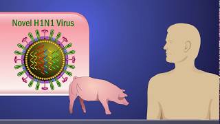 Antigenic Shift and the H1N1 Influenza A Virus