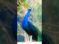 Peacock bird calling in the morning #animalsounds  #peacock #birds