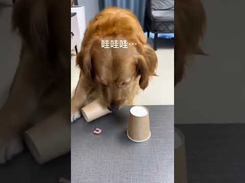 Cachorro arrependido #cachorro