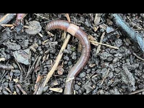Invasive jumping worms prompt growing concern across Maine