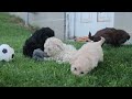 Havapoo dogs for sale: OREO - Video 1