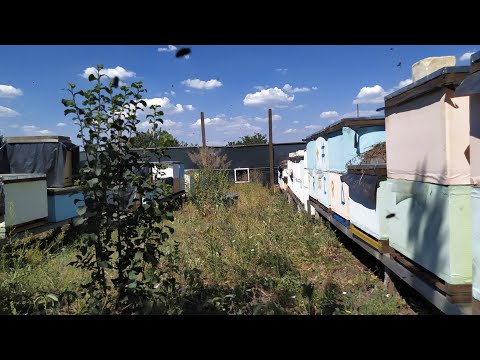 Привес в начале Главного Взятка с подсолнуха