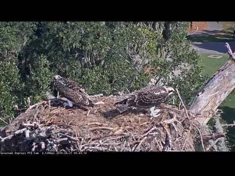 #3 Fledges - Savannah Osprey nest