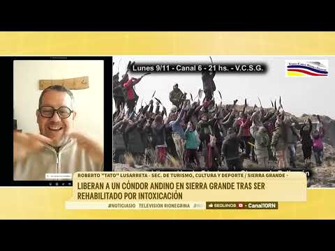 Liberaron a un cóndor andino en Sierra Grande tras ser rehabilitado por intoxicación