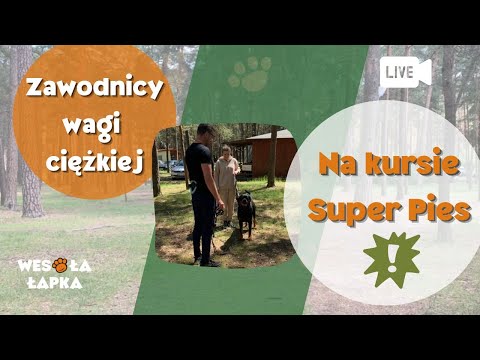 Zawodnicy wagi ciężkiej.