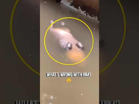 THIS BABY HIPPO SCARED EVERYONE AT THE ZOO  😨