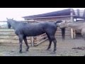 Funny Animal Horse Mating Close Up 2015