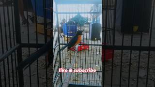 Download lagu tledekan gunung gacor‼️trek sebelum gantang #kicaumania mp3 Download lagu tledekan gunung gacor‼️trek sebelum gantang #kicaumania mp3