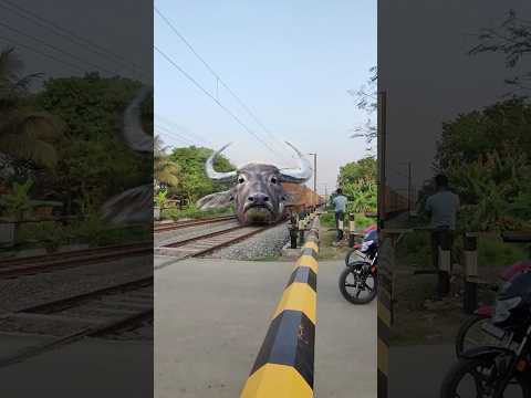 Furious Buffalo Headed Trains at Railgate #shorts