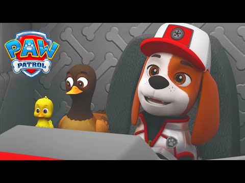Ein neuer Freund repariert den Damm! 🐶 - PAW Patrol Germany - Cartoons für Kinder