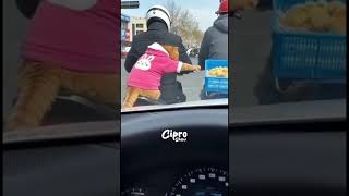 Michi atrapado #viralvideo