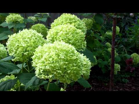 Incrediball Hydrangea - GROW IT!