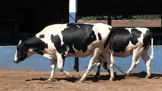 Vídeo 212 - 1ª ETAPA MEGA LIQUIDAÇÃO TOTAL AGROPECUÁRIA MARAJOARA - DIA 4 | GADO GIROLANDO E HOLANDÊS