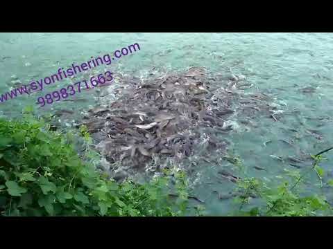 Mangur Catfish Fish Seeds - 9898371663