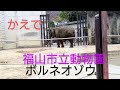 福山市立動物園　ボルネオゾウ