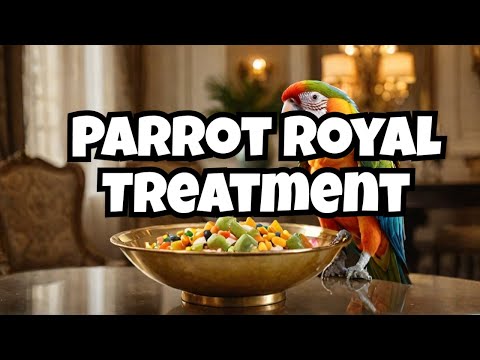 Feeding My Jaco Parrot Like A King For 24 Hours