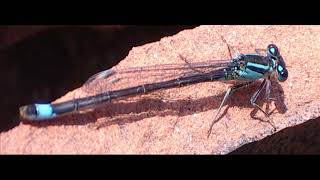Blue Tail Fly - The Ventures.wmv