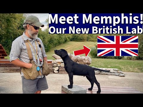 Lernen Sie Memphis kennen: Mein neuer britischer Labrador Retriever!