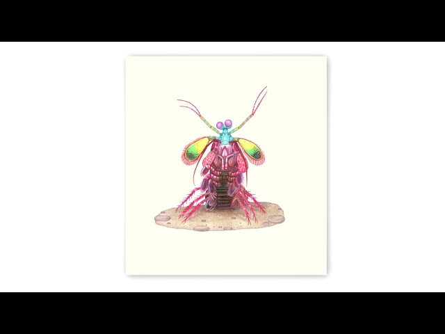 Vídeo relacionado con Encyclopedia of Strangely Named Animals (1)