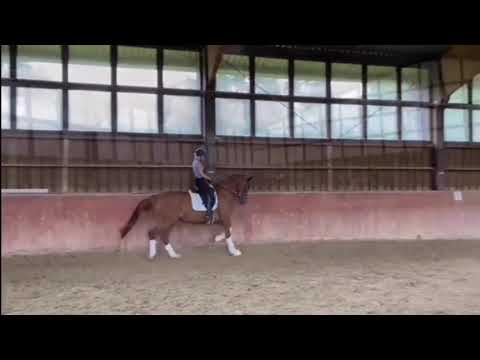 Vivaldi x Fürst piccolo *2018