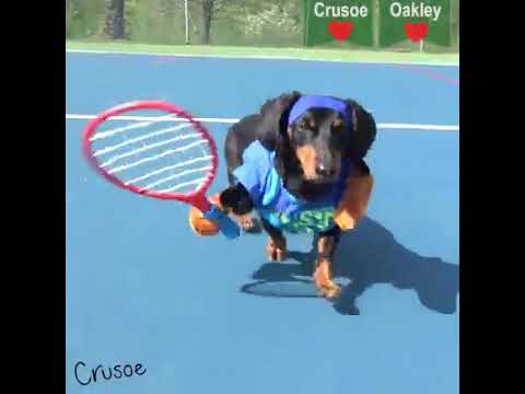 Die Hunde spielen Tennis