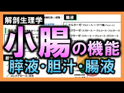 小腸の先天奇形について詳しく解説