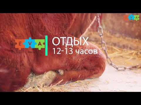 Мат-подстилка для овец Eva-Line 180*125*2,7 см - фото 1 - id-p1484293544