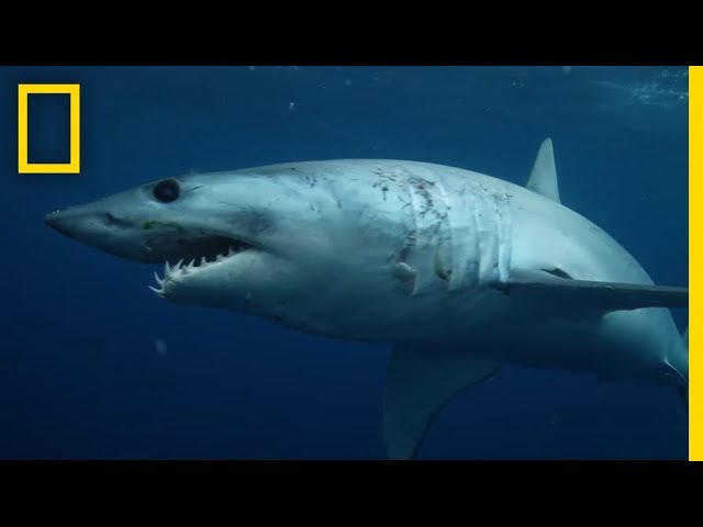 Videouttalande av Shark Engelska