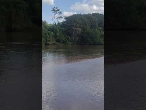 Rio Taquari em Coxim MS: O Coração do Pantanal! 🌊🐾 #essenciadanaturezabrasil #shorts