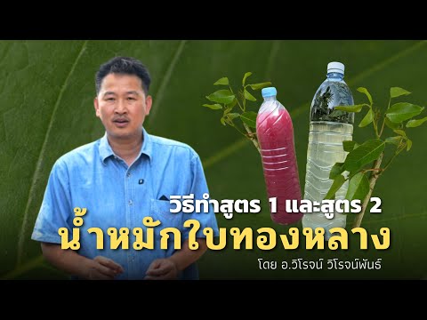 น้ำหมักจุลินทรีย์จากใบทองหลาง สูตร1และสูตร2