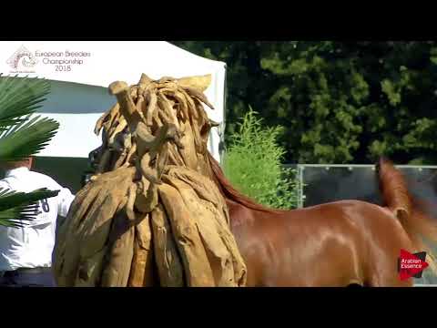 N.28 YVIE - Chantilly 2018 AHO Breeders' Championship - 2 Years Old Fillies (Class 2)