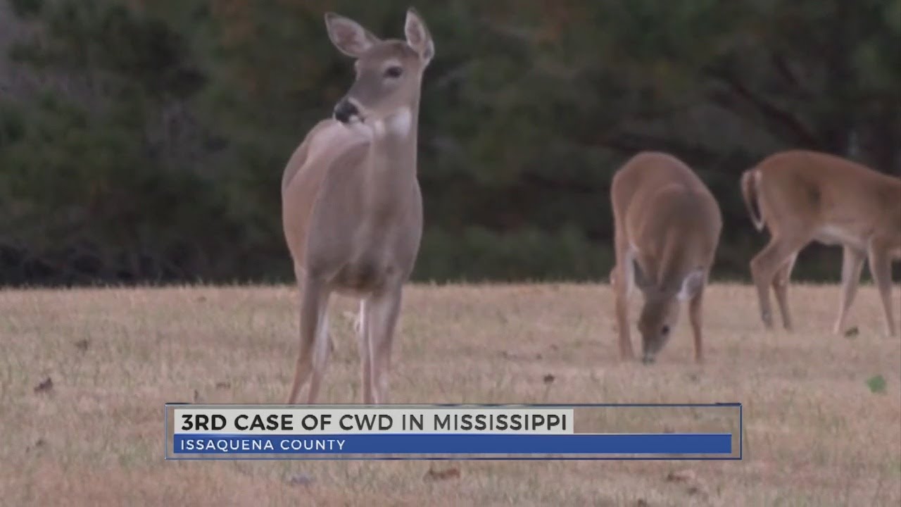 Tests confirm Mississippi's third case of deer disease