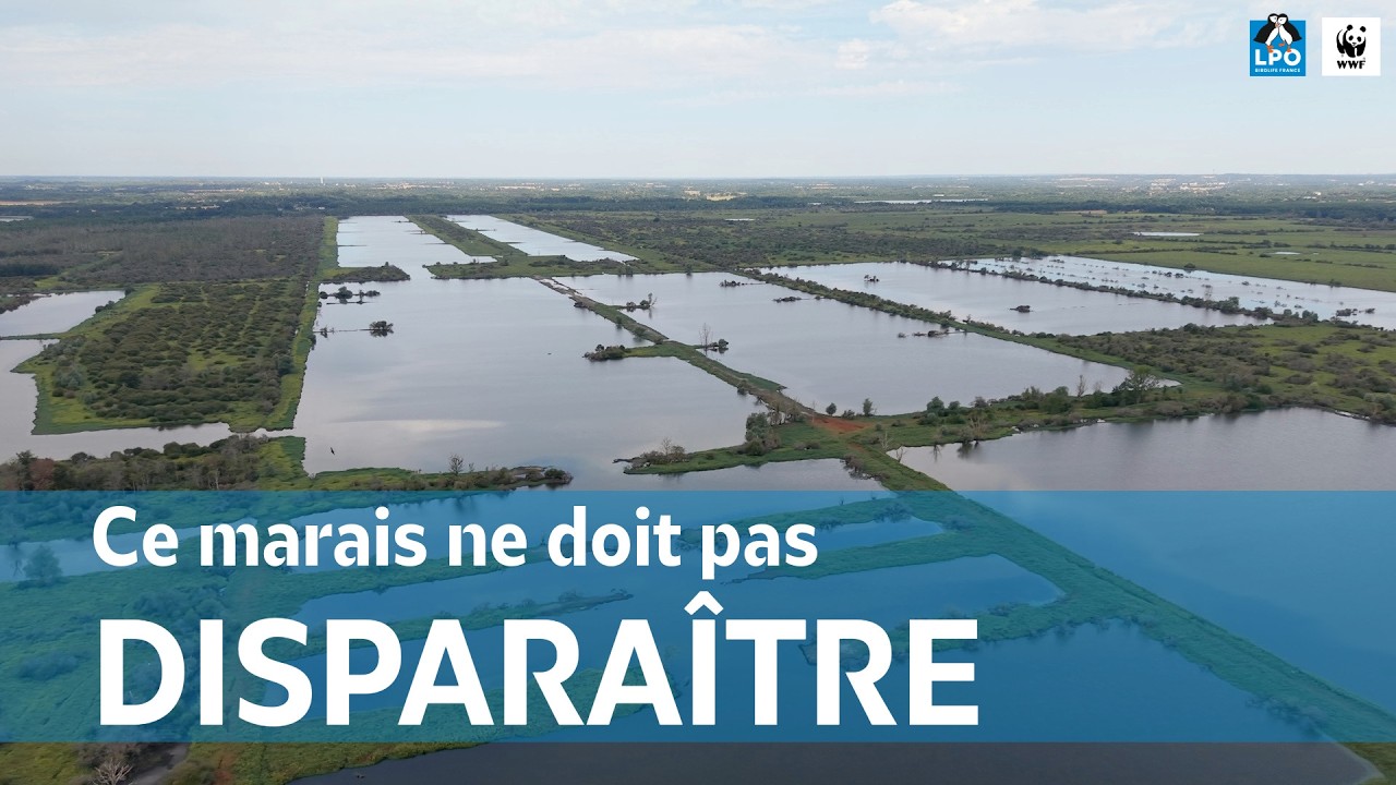 Ensemble, restaurons le marais de Mazerolles !