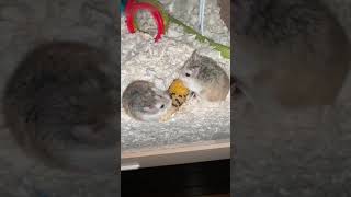 Roborovski hamster Rodents Videos