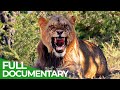 Saving the Wild | Part 1: The Big Cats | Free Documentary Nature