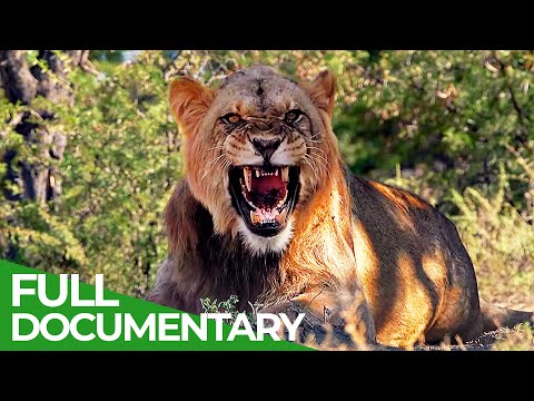 Saving the Wild