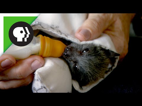 Baby Flying Fox (Fruit Bat)