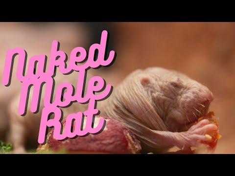 IUCN分類における絶滅の危険性を示す図。