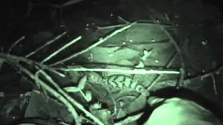 catching a giant croc!