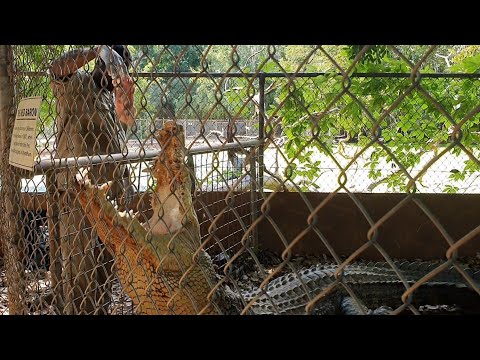 HAND FEEDING THE LARGEST LIVING REPTILES | Crocodiles and Alligators