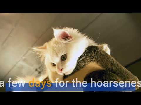 Why Does My Cats Meow Sound Hoarse?