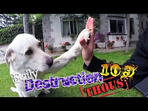 Daily Destruction Thous 109 - Liando con Perrete y la final de la Champions