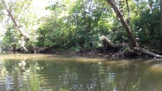 preview picture of video 'Fly Fishing Elkhorn Creek'