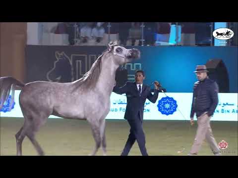 N 155 KARIM ALKHALED   PSAIAHF 2022   Colts 3 Years Old Class 6