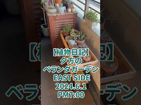 テラスやバルコニーに最適な地中海の植物は何ですか?  庭園