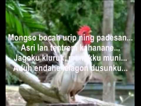 download lagu mp3 mp4 Download Lagu Campursari Jago Kluruk, download lagu Download Lagu Campursari Jago Kluruk gratis, unduh video klip Download Lagu Campursari Jago Kluruk
