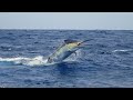 BKK Hooks Australia Monster Marlin Fishing Aboard Calypso With Captain Tim Dean Full Movie